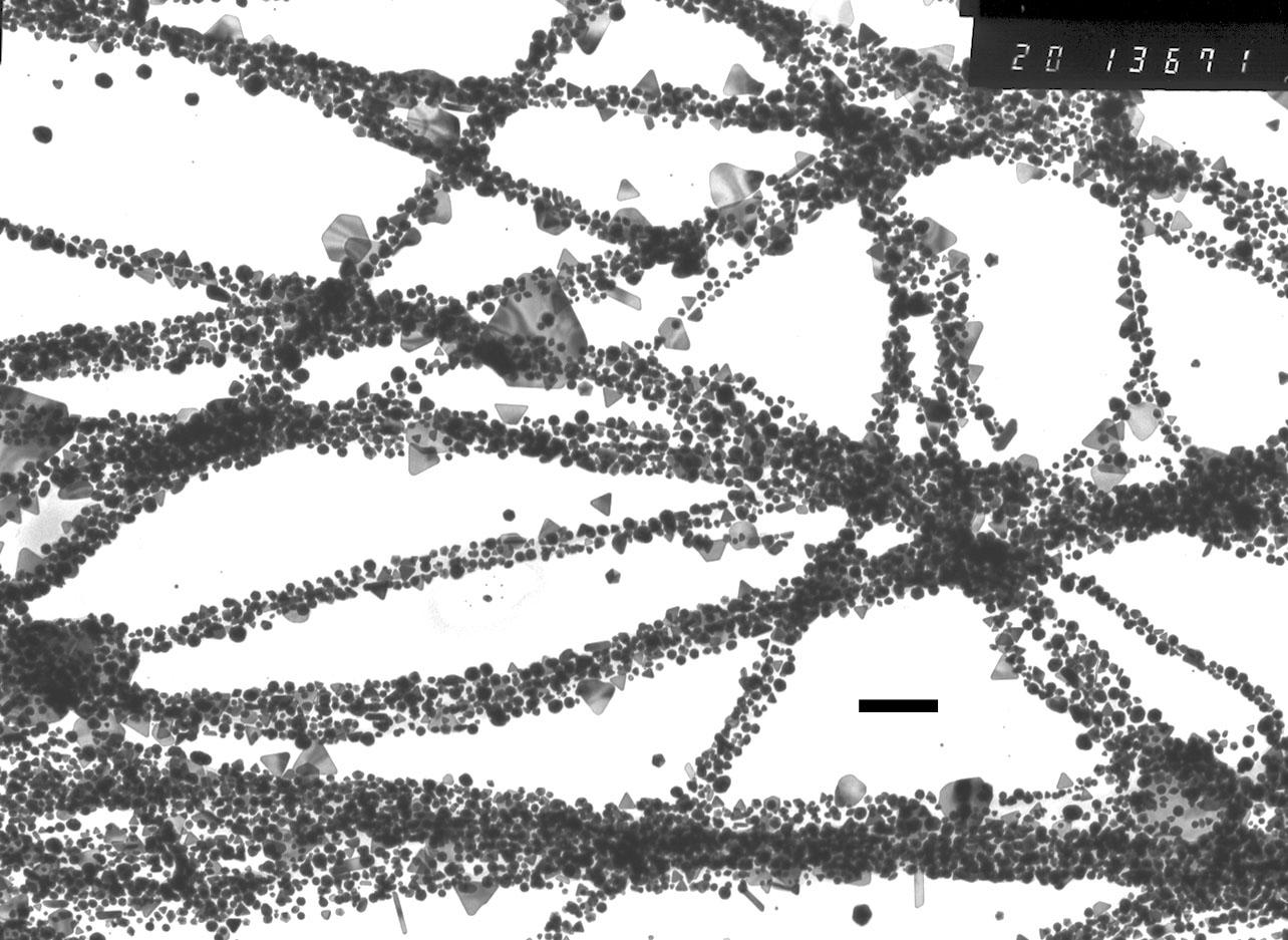 Peptide fibers covered with gold nanoparticles